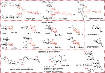 Chemical Glycosylation and Its Application to Glucose Homeostasis-Regulating Peptides